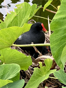 ʻalae ʻula (Hawaiian moorhen)