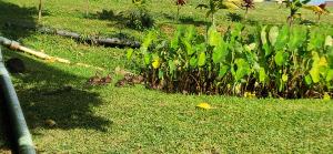 koloa maoli (Hawaiian duck) with ducklings