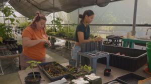 TEAM students Alison Lofton and Tiala Kailianu-Carvalho transplant native Hawaiian plants for out-planting.