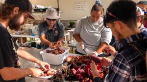(from left) Bo Williams, Lew Nakamura, Lacie Nobriga, and Jonathan Crouch chop banana flowers. 
