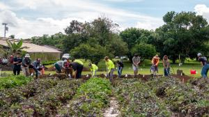 Hawai‘i CC Agriculture Program students prepare the plot.