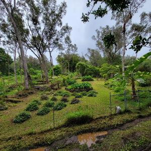 Location in Kahaluʻu, Hawaiʻi Island, example of a multi-strata agroforestry system in restoration