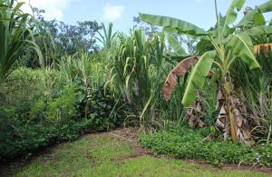 Location at Waipā, Kauaʻi, an example of a multi-strata agroforestry system in restoration