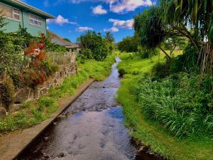 Stormwater runoff in the Waikiki watershed. Photo: Hawai'i Sea Grant