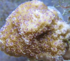 Close up of Montipora patula (Sandpaper Rice Coral). Photo: Zac Forsman
