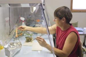 Volunteer Libby Dingeldein cleaning rare Hawaiian plant cultures