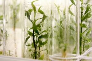 Plants are grown in the micropropagation lab and used for approved plant restoration projects.