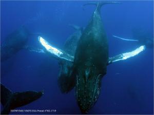 A group of humpback whales found in Hawaiian waters. (HIHWNMS)