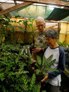 Lyon Arboretum greenhouse volunteers Wanda and Dick Carlson prepare prayer plants for the sale.