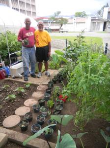 Honolulu Community College's volunteers in the vegetable garden