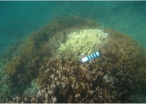 Red rice coral in Kaneohe Bay affected by acute MWS resulting in dead white skeleton being exposed. 