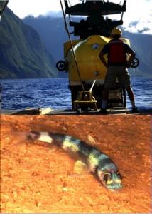 Deploying the Pisces V sub (top; De Leo) and the study area's most abundant fish (bottom; HURL).