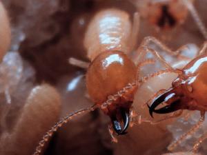 Formosan subterranean termite soldier.