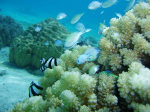 Pocillopora coral and fish in Moorea, French Polynesia. Credit: Hollie Putnam, SOEST/UH Manoa 