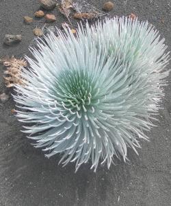 Silversword photo courtesy of Markus Speidel 
