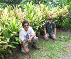 Bronson Yadao and Alena Eaton prepare Hawaiian flag ti for the November 17 plant sale.