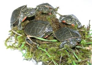 Photo 2 : Western Painted Turtle Hatchlings