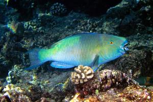 Ember parrotfish (photo courtesy of Keoki Stender)