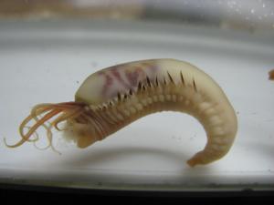 Giant bristle worm from Andvord Bay, Antarctica (Craig Smith).
