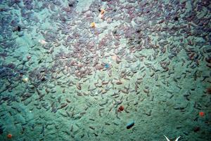 Aggregation of marine invertebrates, Flandres Bay, Antarctica (Craig Smith).
