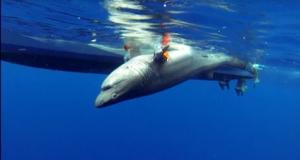 Scientists attach a combined sensor and video recorder to a sixgill shark. 