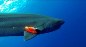 A sixgill shark with a combined sensor and video recorder attached to it swims through the ocean. 