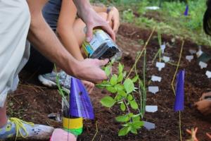 Transferring vegetables from the self-watering planters to the garden. Credit: STEM Pre-Academy.