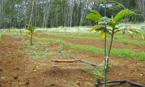 The beginnings of an orchard of breadfruit trees as part of the Ulutopia Project.