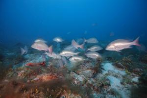 Timing is critical for the snapper and other reef fish that aggregate to spawn. Credit: NOAA.