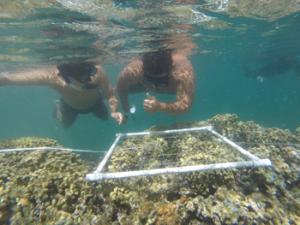 Students surveying coral reef