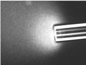 A tiny glass tube containing a fatty acid solution attracts motile Vibrio fischeri (bright area). 