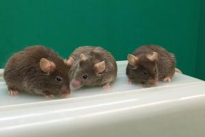 Three male mice lacking any Y chromosome genes produced by ROSI.