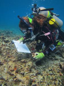 Researcher, Nyssa Silbiger, retrieving an experimental block from the reef. Credit: NOAA.