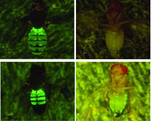 Wax-producing cells found on fly abdomen are labelled with green fluorescent protein. Spidey is essential for maintaining the health of these cells.