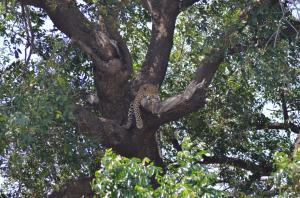 Leopard in Chobe National Park, Botswana. Photo credit Alison Woodley.