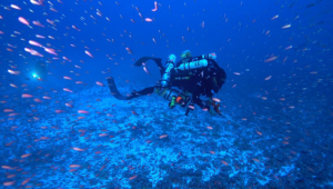 R Kosaki conducts a fish survey at a depth of 300 feet. Credit: R Pyle