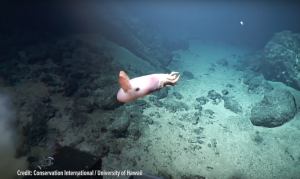 Dumbo octopus near McCall seamount. Credit: HURL/CI.