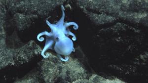 New octopod species near Kaena Ridge, Hawaii, observed in 2011. Credit: WHOI/UH.