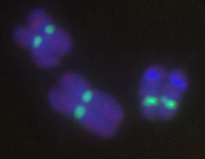 Centromeres on three corn chromosomes.