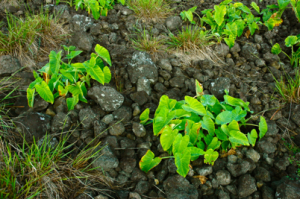 A rock mulch garden on Rapa Nui with taro (Colocasia esculenta) growing. Credit: Terry Hunt.