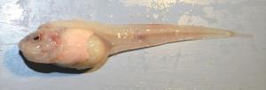 A specimen of the new species, Mariana snailfish. Credit: Mackenzie Gerringer, UW and UH.