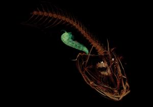 CT scan of Mariana snailfish; small crustacean (green), in stomach. Credit: Adam Summers, UW.