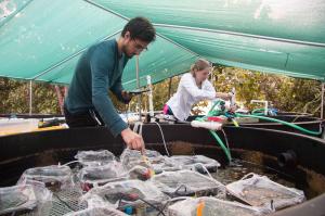 Zach Quinlan and Nyssa Silbiger collect samples during experiment at HIMB. Credit: Henry Shiu.