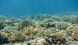 Coral reef in French Polynesia, rebounded from catastrophic damage in 2010. Credit: Peter Edmunds.