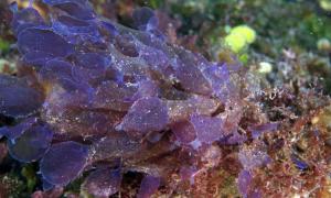 A new species of the red alga Martensia collected from 62 m (203 ft) at French Frigate Shoals.