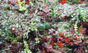 A mixed assemblage of macroalgae from 58 m (190 ft) depth at Lisianski, Northwestern Hawaiian Island.