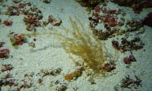 A new species of the brown alga Sporochnus from 96 m (315 ft) depth at Lisianski, Northwestern Hawaii.