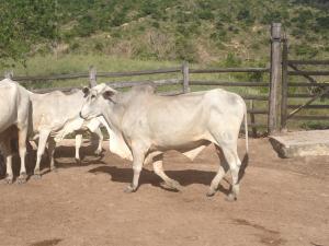 Brazilian beef cattle, one major source of greenhouse gas emissions from global agriculture.