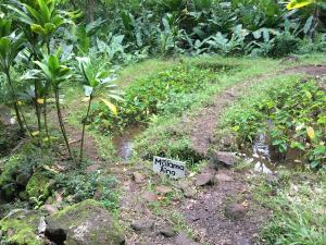 Hawaiian traditional agricultural system