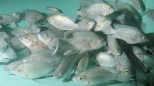 Mozambique tilapia. Oreochromis mossambicus, Photo by Dr. Andre P. Seale